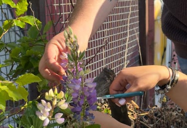 creative garden 2025