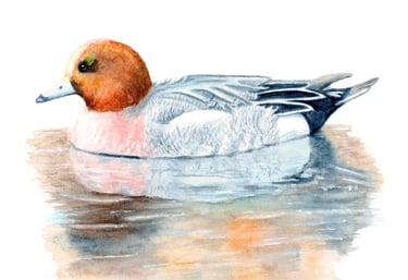 Wigeon Duck, wildlife art