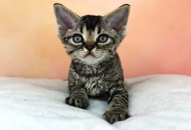 Chaton Devon Rex