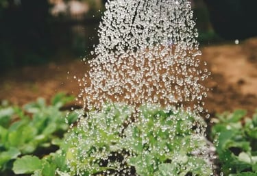honestgardener