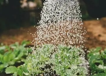 honestgardener1