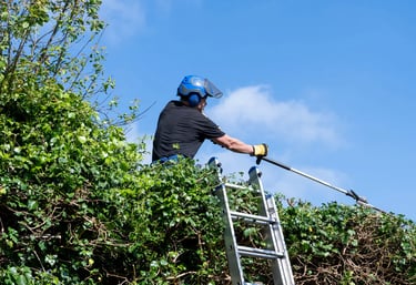 Conifer hedge trimmed neatly in Darlington by Sharp Hedges