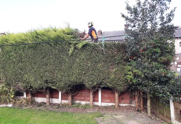 Leylandii trimmed and topped by sharp hedges in sunderland area county durham