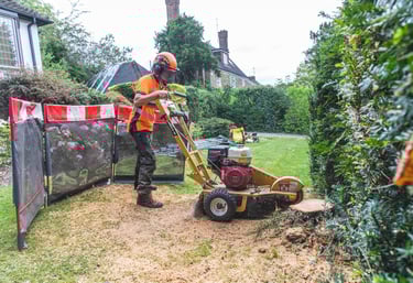 Stump grinding to remove a tree stump in a domestic garden.