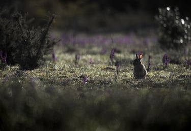 lapin de garenne dans une lande en bretagne 