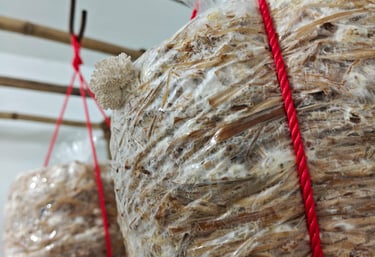 OysterMushroomFirstBuds