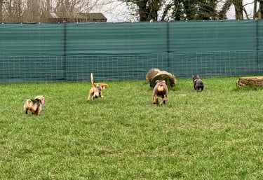 a dog having fun at Birstwith Barkyard harrogate, a doggy daycare for dogs in harrogate