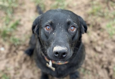 a dog having fun at Birstwith Barkyard harrogate, a doggy daycare for dogs in harrogate