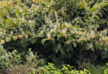 invasive species control for Himalayan blackberry, scotch broom, giant hogweed, poison hemlock