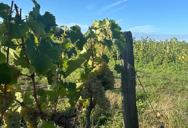 Raisins des Vignes du Domaine Thierry et Tanguy Cosme producteur de Vins de Vouvray