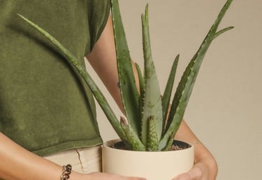 Aloe Vera pot plant