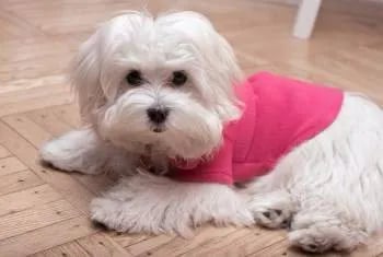 white female maltipoo puppy wearing a pink t shirt