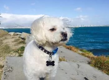 Maltipoo Puppies for Sale