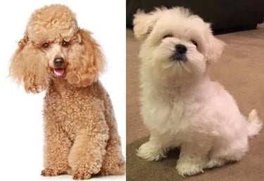 maltipoo and poodle on same picture 