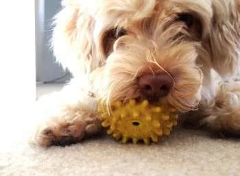 brown puppy playing with toy