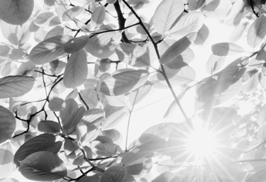 Wildmere Digital creates wesbites to rent for micro businesses. We build apps and SEO