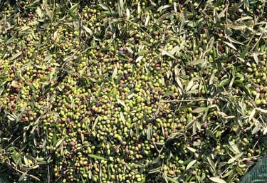 olives de Zakros Sitia Crète