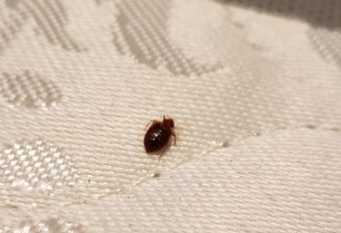 percevejo de cama