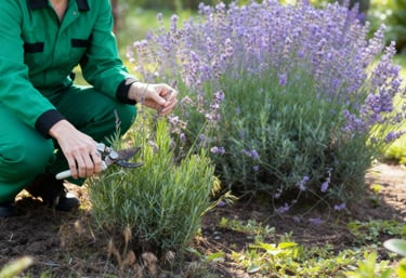 a woman in a green uniform is pruning a lavender bush