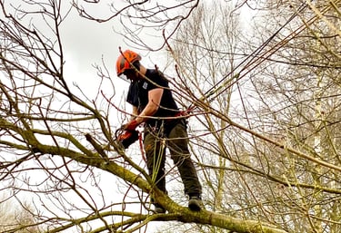Chainsaw from harness / aerial pruning