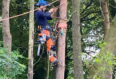 Aerial tree rigging