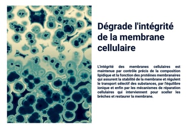 PESTICIDES DEGRADE MEMBRANE CELLULAIRE