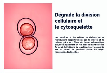 PESTICIDES DEGRADE DIVISION CELLILAIRE ET CYTOSQUELETTE