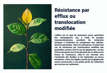 PESTICIDES RESISTANCE EFFLUX TRANSLOCATION
