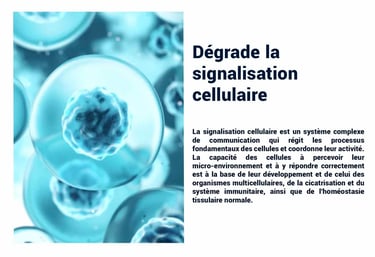 PESTICIDES DEGRADE SIGNALISTION CELLULAIRE