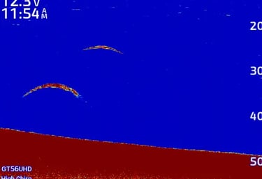 truite en suspension sur image sonar Garmin 2D