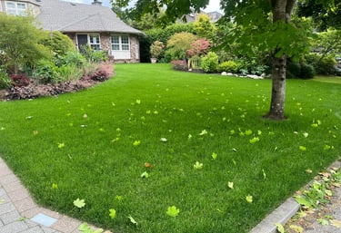 Newly Installed Lawn