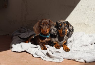 two dachshunck dogs are sitting on a blanket