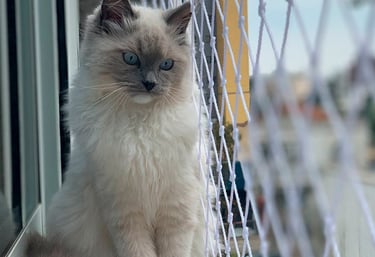 Redes de proteção para Gato