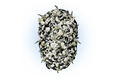 imagem mostra coroa de flores da consolare são paulo