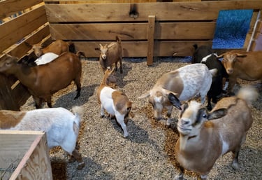 Fainting Goat Breeders