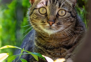 gatto, animali, famiglia