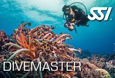 a scuba diver in a dive in the ocean