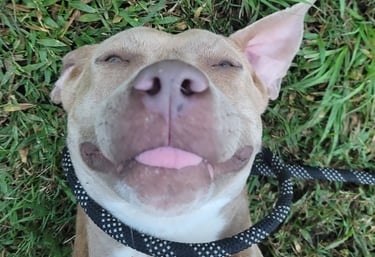 a dog is smiling and looking up at the camera