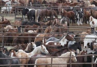 a herd of horses in a pen with a fenced in area