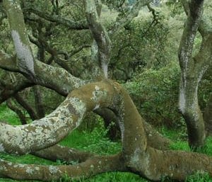 in the Oak Woodlands