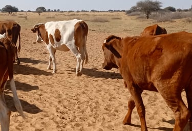 cattle heading to the forest