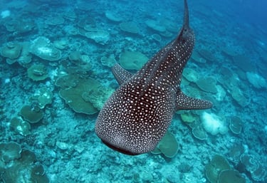 whale-shark-expedition-ukulhas