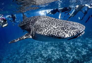 whale-shark-expedition-ukulhas