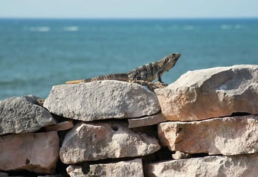 Tulum, Mexico - iguana on a rock wall by the beach