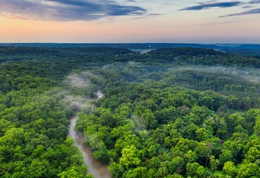 Vibrant Rainforest
