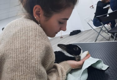 Consultation ostéopathie sur lapin 