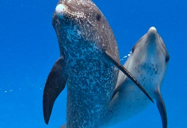 swim with wild dolphins