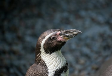 A Humboldt penguin with a white and black feathers on Ballestas Island