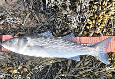 56cm Bass