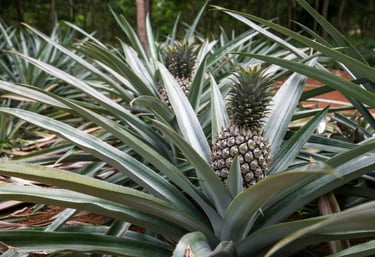 Champ d'ananas bio à N’Zérékoré par NIMBA AGRO BUSINESS.
